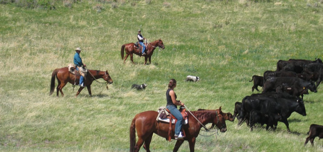 Montana (01)